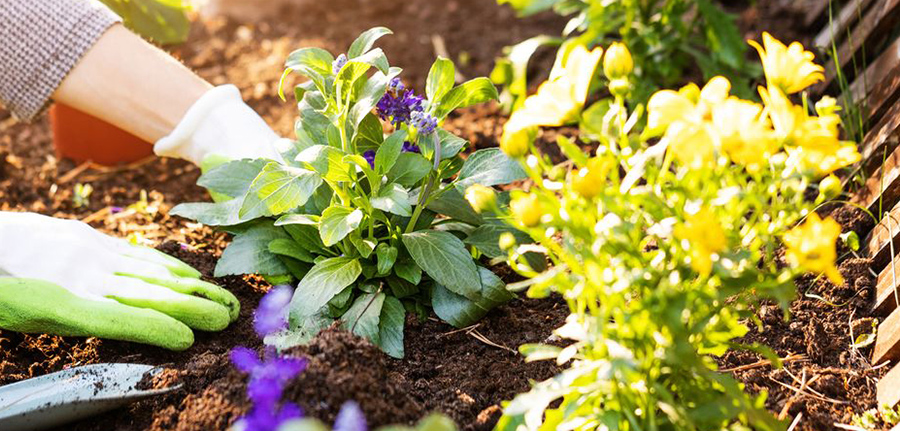 garden_pic2